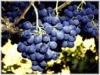 Fruit Growers Tasmania