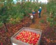 Fruit Growers Western Australia
