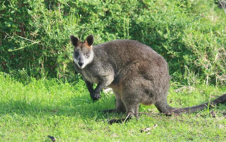 Backpacking Australia