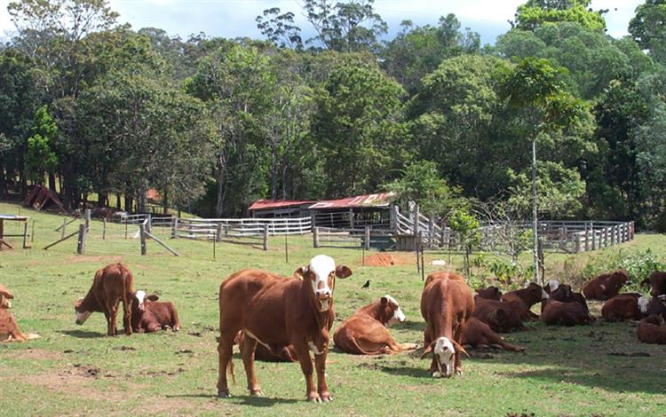 Fruit Picking jobs Tasmania