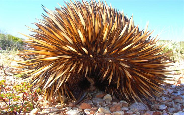 Backpacking Australia